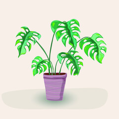 Monstera tropical plant in a pot. Indoor plant. Interior element.