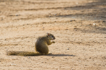African squirrel sitting on the ground holding food in his hands eating in Kruger National Park, South Africa with blurred background and copy space