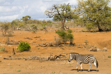 Obraz premium Scenic landscape view of solitary adult zebra walking alone through the sandy bushveld in Kruger National Park, South Africa