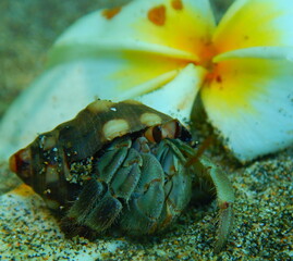 Costa Rica Pacific sea life