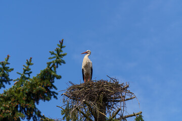 Weißstorch allein im Storchennest