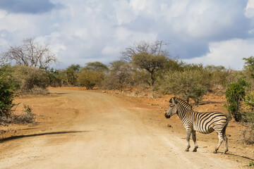 Fototapeta na wymiar Solitary adult zebra standing alone on the side of a road in Kruger National Park, South Africa with dramatic sky