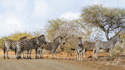 Fototapeta na wymiar Family herd of zebra standing together in a road in Kruger National Park, South Africa with panorama view