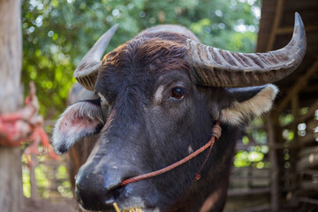 Black buffalo with beautiful horns