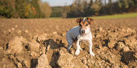 Jack Russell Terrier. Little dog proudly is standing with awake look in a field in autumn