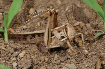 A female grasshopper (Patanga japonica) is laying her eggs under the ground.