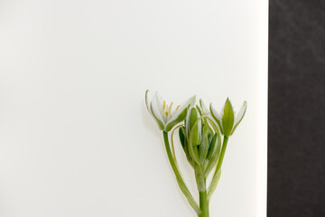 Ornithogalum blossoms (Star-of-Bethlehem) isolated on a white and black background - photographed from above using a macro lens