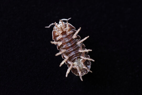 A  roly-poly is showing own abdomen and its background is black.