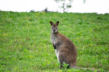 kangaroo in the grass
