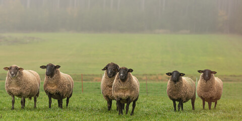 a cute group of sheep on a pasture stand next to each other and look into the camera