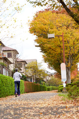 Roadside trees in a beautifully colored residential area