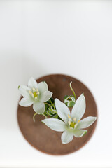 Ornithogalum blossoms (Star-of-Bethlehem) photographed from above with a macro lens - on a round wooden disc or vase against a white background