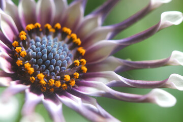 Unique African Daisy flower, Osteospermum 