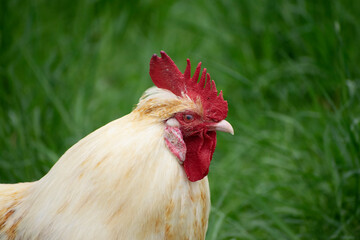 chicken