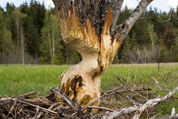  Kunstvoll gestalteter Baum vom Bieber angenagt 