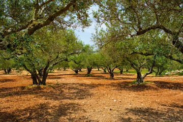 Olive trees Olea europaea in Crete, Greece for olive oil production