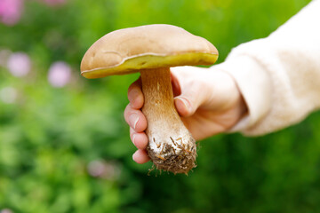 Female hand holding raw edible mushroom with brown cap Penny Bun in autumn forest background. Harvesting picking big ceps mushrooms in natural environment. Cooking delicious organic food concept.