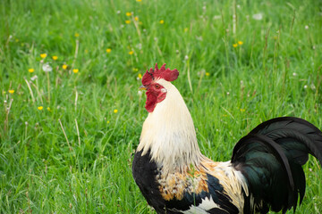 rooster in the grass