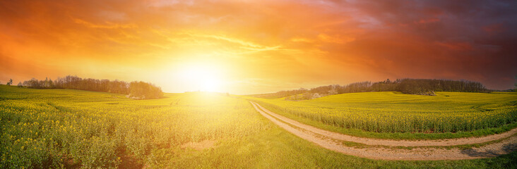 Panorama du champ vert avec chemin de terre et ciel coucher de soleil. Lever du soleil de paysage rural d& 39 été