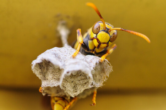 Best Queen Wasp Images Stock Photos Vectors Adobe Stock