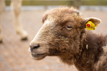 sheep in zoo