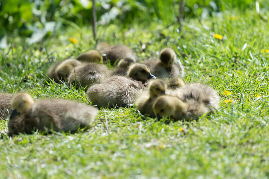 goslings on grass resting under the afternoon sun