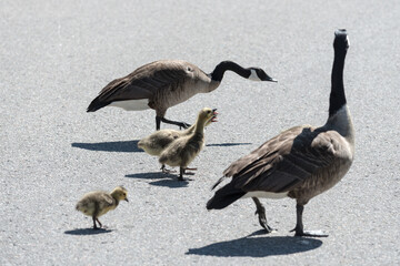 Canadian geese and goslings crossing the road under the afternoon sun