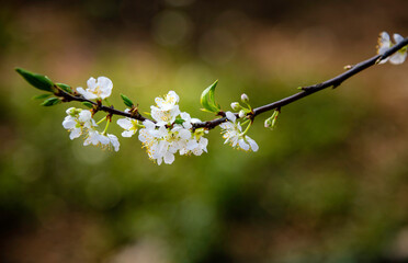 Beautiful white plum flowers in Naka Plums Valley in Moc Chau, Vietnam.