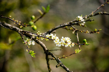 Beautiful white plum flowers in Naka Plums Valley in Moc Chau, Vietnam.