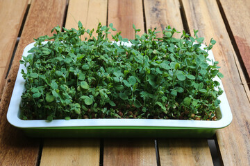 Seedling tray of microgreen pea sprouts