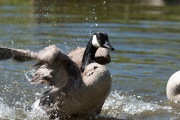 Fototapeta premium urban goose branta canadensis taking a water bath