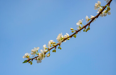 Beautiful white plum flowers in Naka Plums Valley in Moc Chau, Vietnam.