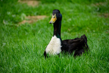 duck on grass
