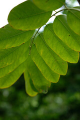 Fresh green leaves closeup nature background