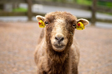 close up of a sheep in a field