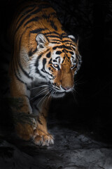 Fototapeta na wymiar The Amur tiger comes out of the winter forest in the dark close-up, power and danger