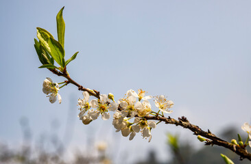 Beautiful white plum flowers in Naka Plums Valley in Moc Chau, Vietnam.