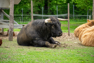 Fototapeta premium cow on the grass