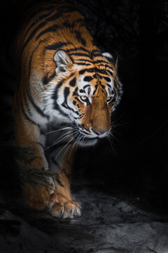 The Amur tiger comes out of the winter forest in the dark close-up, power and danger
