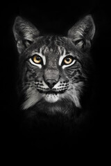 Fototapeta na wymiar Calm look of yellow eyes of a bearded cat lynx, a symbol of calm confidence black isolated muzzle full face