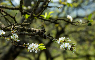 Beautiful white plum flowers in Naka Plums Valley in Moc Chau, Vietnam.
