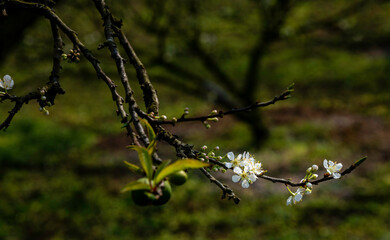 Beautiful white plum flowers in Naka Plums Valley in Moc Chau, Vietnam.