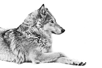 She-wolf leg to leg black and white white background beautiful