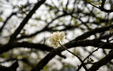 Beautiful white plum flowers in Naka Plums Valley in Moc Chau, Vietnam.