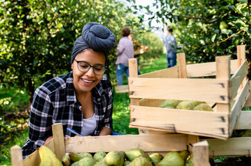 Young female farmer working in pears orchard.	