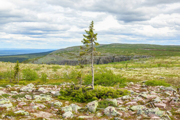 Old Tjikko originally gained fame as the 