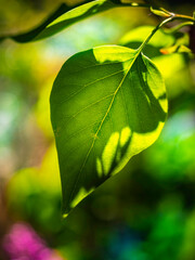 Glowing bright green lilac leaf close-up against blurred lilac bush and pink flower backgrounds