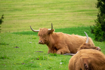 scottish highland cow
