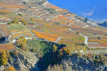 Fall in the Vineyards