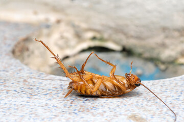 Cockroache dead on floor in the house for Background.